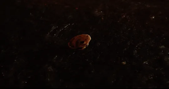 The Illuminated Night gallery still 3